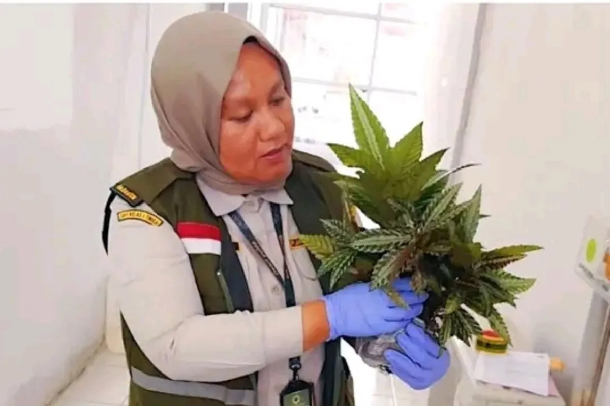 Petugas Karantina Tumbuhan Papua Tengah memeriksa tanaman hias Leamibilis sp yang akan dikirim ke Jawa Barat.