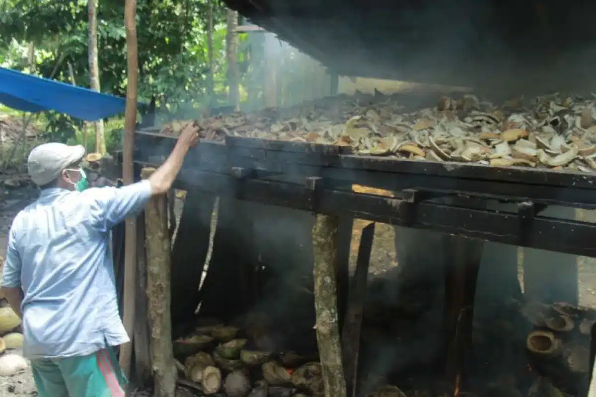 Pemda Halmahera Utara Ungkap Harga Kopra Naik Signifikan 38 Harga komoditas kopra di Pulau Halmahera, Maluku Utara, terus mengalami kenaikan pada Rabu (18/9/2024).