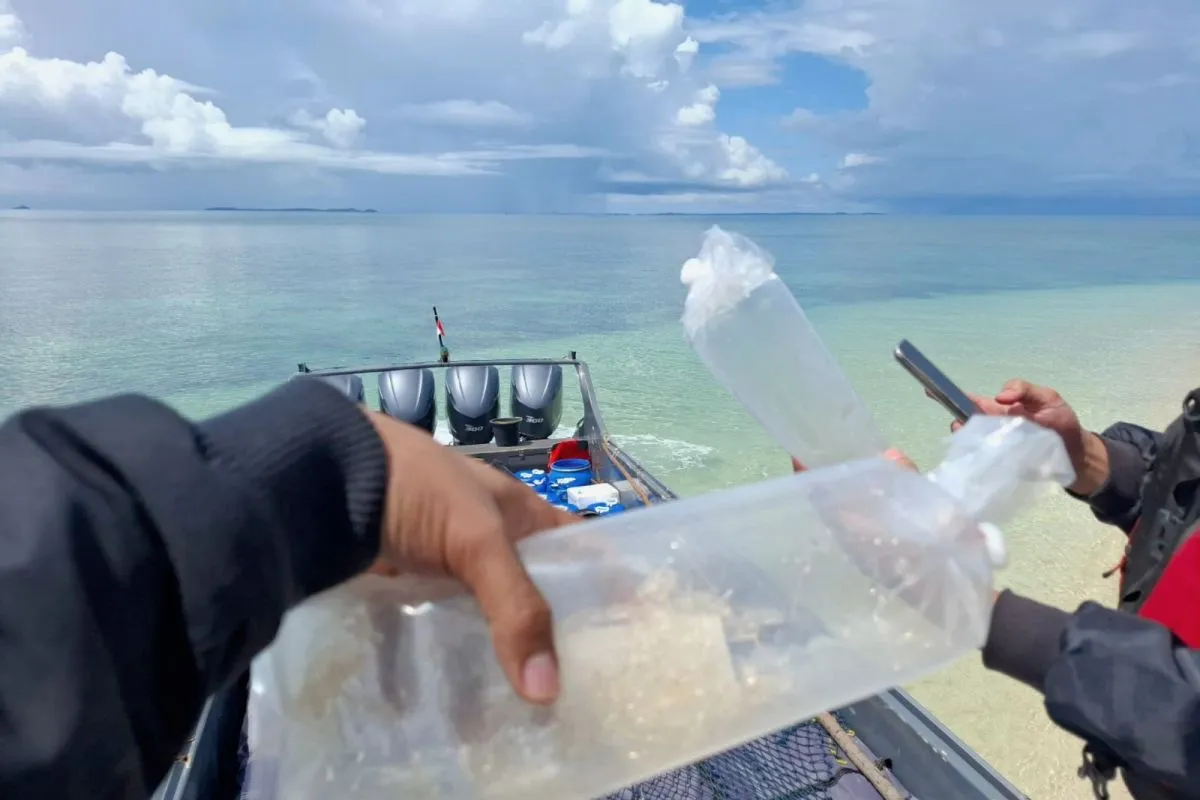 Bea Cukai Batam Gagalkan Ratusan Ribu Ekor Benih Lobster di Perairan Wisata Jaya Resort 40 Petugas Bea Cukai wilayah Batam, Kepulauan Riau, berhasil menggagalkan upaya penyelundupan 266.600 ekor benih lobster di perairan dekat Pulau Wisata Jaya Resort, Kabupaten Bintan, Kepulauan Riau, pada Sabtu (12/10/2024). Bea Cukai Batam.