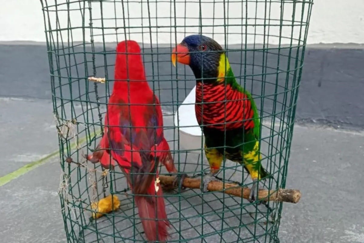 Dua ekor satwa endemik Maluku berhasil diamankan BKSDA Maluku dari sebuah kapal.