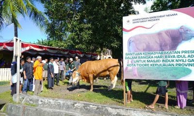 Presiden Prabowo Serahkan Sapi Kurban untuk Masyarakat Tidore.