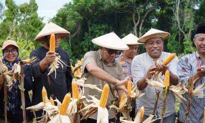 Wakil Walikota Tidore Kepulauan, Ahmad Laiman, S.Sos (tengah) melakukan Panen Jagung pada Panen Raya yang digelar oleh Kelompok Tani Pelopor Gurabati di Kebun lingkungan Perum 50 Kelurahan Gurabati.