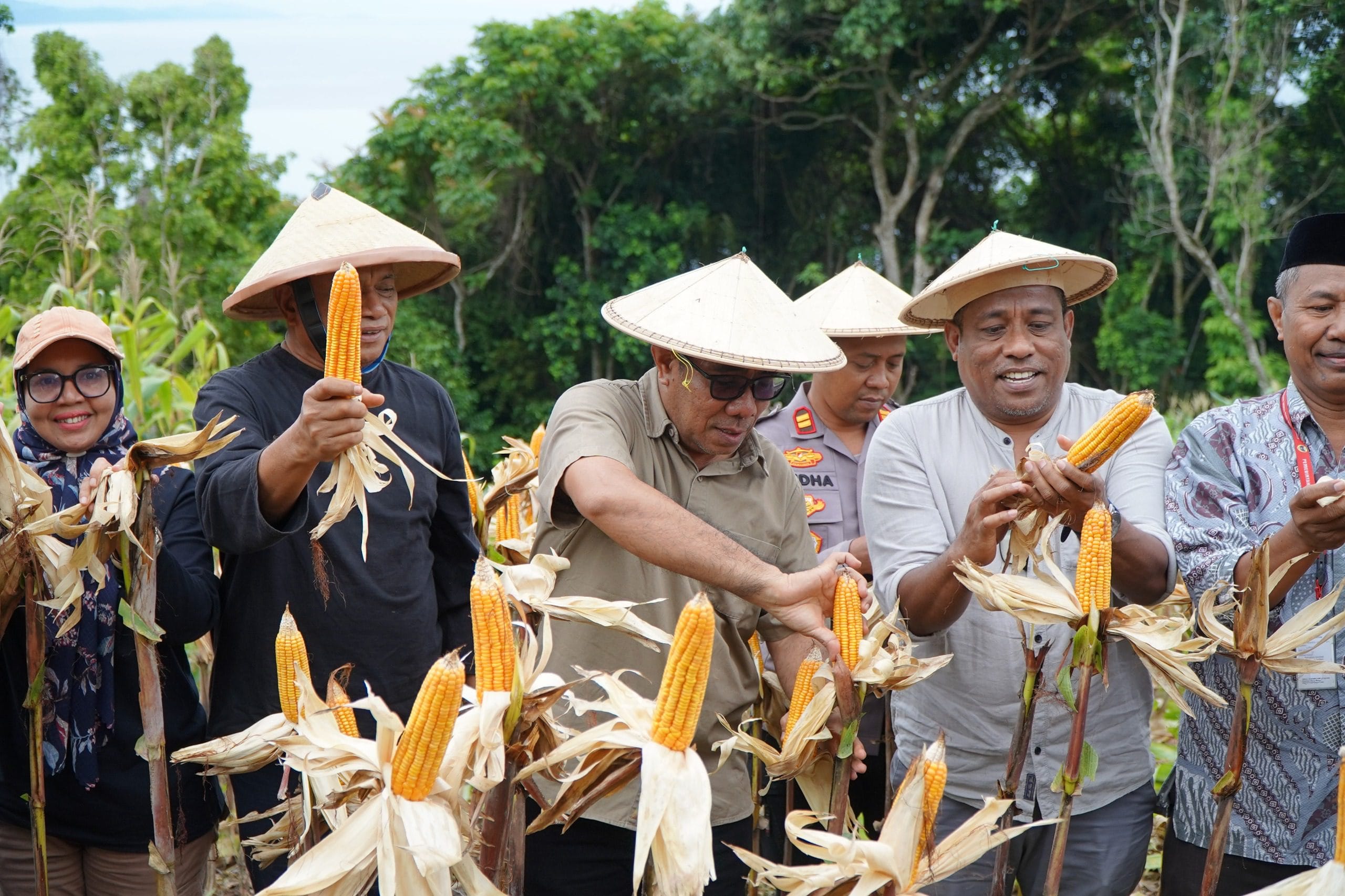 Wakil Walikota Tidore Kepulauan, Ahmad Laiman, S.Sos (tengah) melakukan Panen Jagung pada Panen Raya yang digelar oleh Kelompok Tani Pelopor Gurabati di Kebun lingkungan Perum 50 Kelurahan Gurabati.