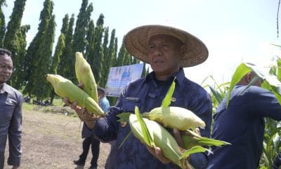 Hadiri Panen Jagung, Wali Kota Tidore Kepulauan Ajak Generasi Muda Terjun ke Sektor Pertanian