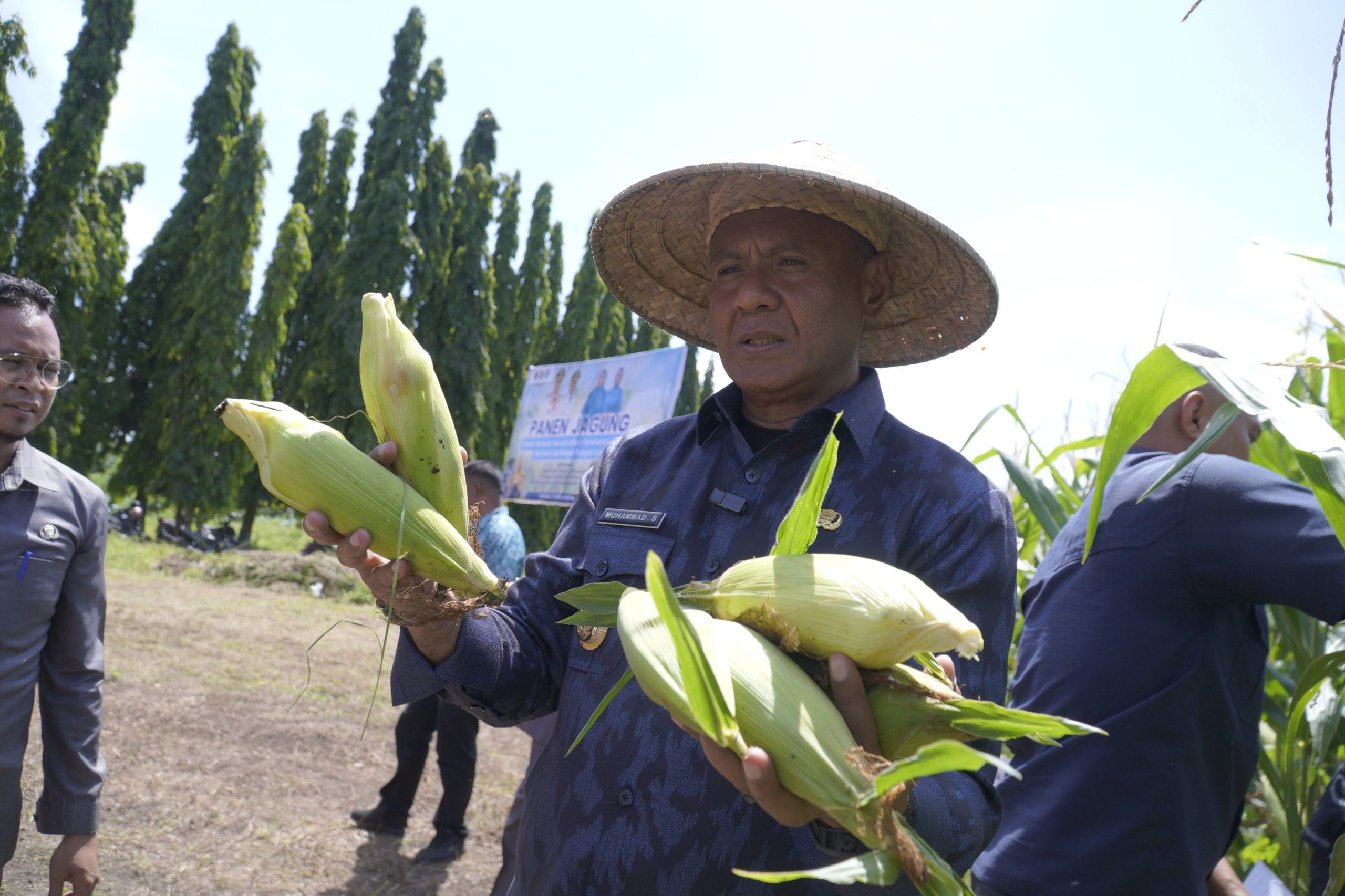 Hadiri Panen Jagung, Wali Kota Tidore Kepulauan Ajak Generasi Muda Terjun ke Sektor Pertanian