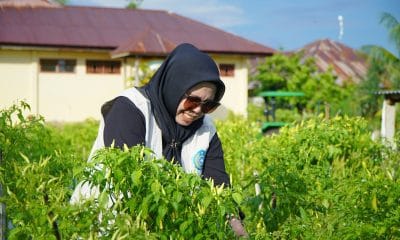 Ketua TP PKK Tidore Panen Perdana Cabai Hasil Gerakan Tanam Serentak.