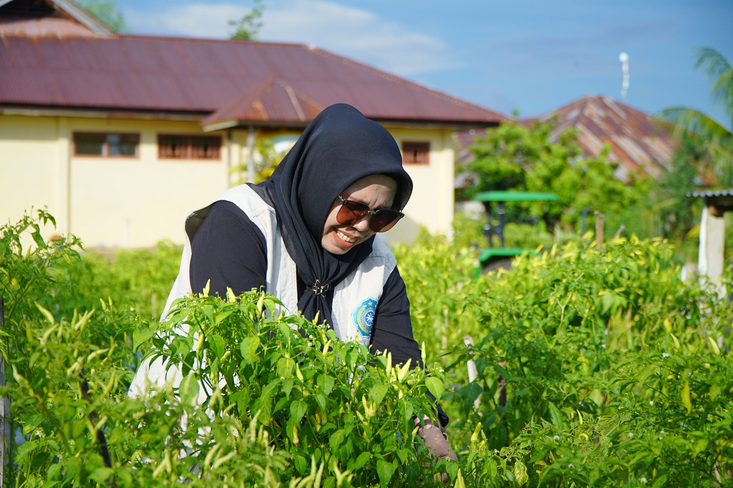 Ketua TP PKK Tidore Panen Perdana Cabai Hasil Gerakan Tanam Serentak.