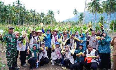 Perkuat Program Ketapang Emas, Ketua TP PKK Tidore Panen Perdana Jagung di Payahe.