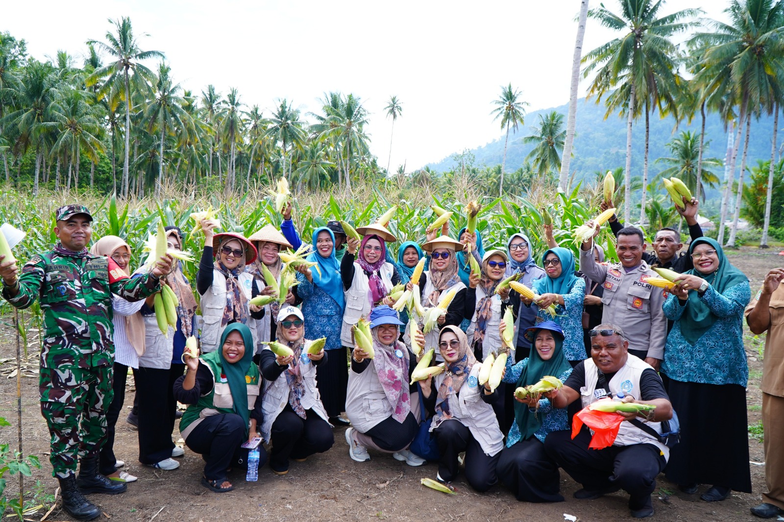 Perkuat Program Ketapang Emas, Ketua TP PKK Tidore Panen Perdana Jagung di Payahe.